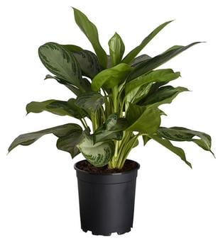 Kolbenfaden - Aglaonema commutatum 'Silver Bay' von Dehner, Hellgrün, Hellgrau, Weiß, Grün