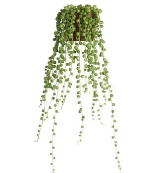 2 x Erbsenpflanze - Senecio rowleyanus von Dehner, Grün - Mindestbestellmenge: 2 Stk.