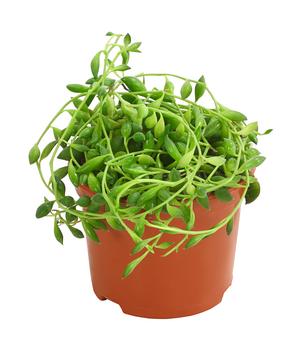 3 x Erbsenpflanze - Senecio herreanus von Dehner, Grün - Mindestbestellmenge: 3 Stk.