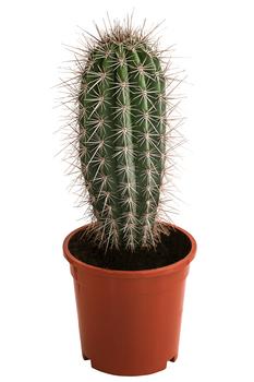 Mexikanischer Kandelaberkaktus - Pachycereus pringlei