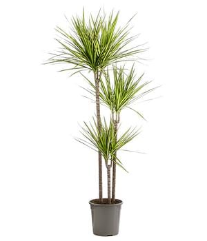 Drachenbaum - Dracaena marginata 'Sunray'