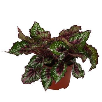 Blattbegonie - Begonia rex-Hybride 'Alaska Creek'