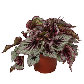 3 x Blattbegonie - Begonia rex-Hybride 'Evening Glow' von Dehner, Hellgrau, Dunkelrot, Grün - Mindestbestellmenge: 3 Stk.