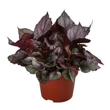 3 x Blattbegonie - Begonia rex-Hybride 'Maori Haze' von Dehner, Lila, Silber, Grün - Mindestbestellmenge: 3 Stk.