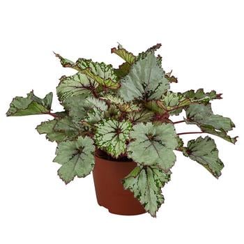 2 x Blattbegonie - Begonia rex-Hybride 'Asian Tundra' von Dehner, Grün, Grau - Mindestbestellmenge: 2 Stk.