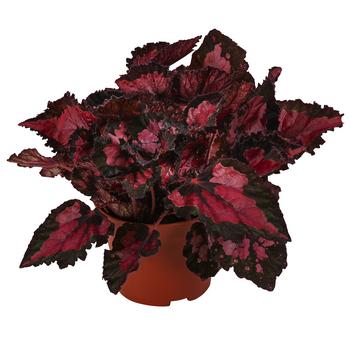 Blattbegonie - Begonia rex-Hybride 'Inca Night'