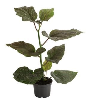 2 x Forellenbegonie - Begonia maculata 'Wings' von Dehner, Dunkelgrün, Weiß - Mindestbestellmenge: 2 Stk.