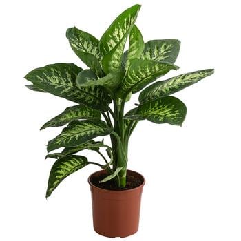 Dieffenbachie - Dieffenbachia 'Tropic'