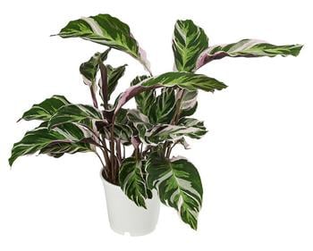 Korbmarante - Calathea cultivars 'White Fusion'