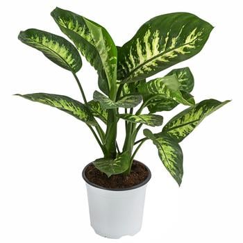 Dieffenbachie - Dieffenbachia 'Tropic Snow'