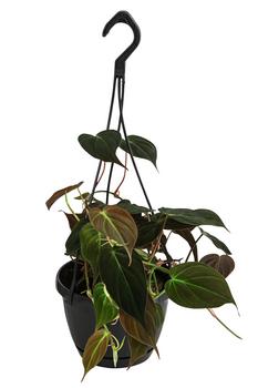 Baumfreund - Philodendron scandens 'Micans' von Dehner, Dunkelgrün