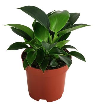 Baumfreund - Philodendron 'Green Princess'