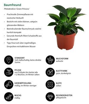Baumfreund - Philodendron 'Green Princess' | Dehner