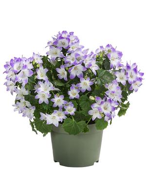 Glockenblume - Campanula porscharskyana 'Fancy Mee®'
