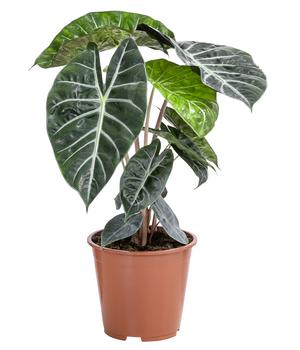 Pfeilblatt - Alocasia baginda 'Pink Dragon'
