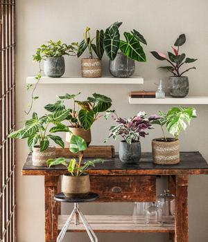 Baumfreund - Philodendron verrucosum | Dehner