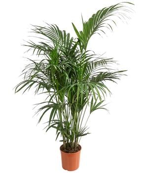 Kentiapalme - Howea forsteriana von Dehner, Grün