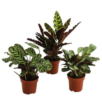 Zimmerpflanzen-Set Call Of Beauty, 3-teilig
