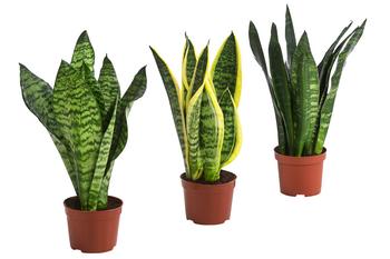 Zimmerpflanzen-Set I Will Survive, 3-teilig von Dehner, Grün, Gelb