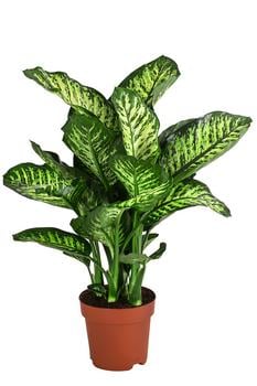 Dieffenbachie - Dieffenbachia seguine 'Maroba' von Dehner, Grün, Hellgrün