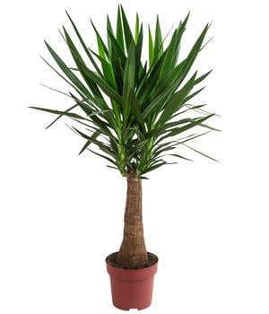 Yucca-Palme - Yucca elephantipes 'Maya-Tree'