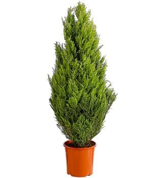 Zimmerzypresse 'Goldcrest', Pyramide von Dehner, Hellgrün