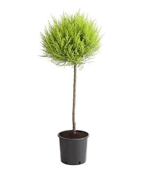 Zimmerzypresse 'Goldcrest', Stämmchen