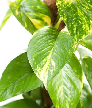 Efeutute - Epipremnum aureum am Moosstab von Dehner, Grün, Creme, Weiß