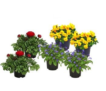 Beet- & Balkonpflanzen-Set Bunter Frühling, 6-teilig