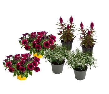 Beet- & Balkonpflanzen-Set Sommerpurpur, 6-teilig