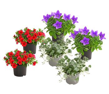Beet- & Balkonpflanzen-Set Traum in Blau-Rot, 6-teilig