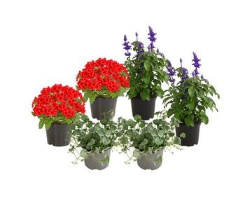 Beet- & Balkonpflanzen-Set Salvia, 6-teilig