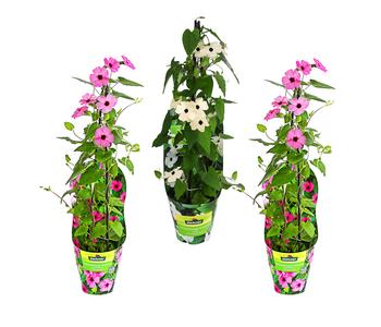 Beet- & Balkonpflanzen-Set Himmelsblühen, 3-teilig