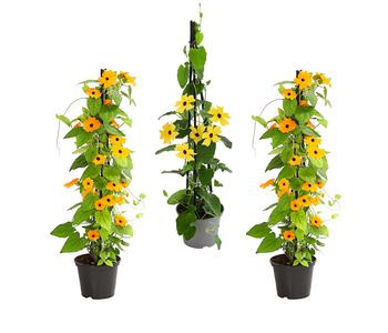 Beet- & Balkonpflanzen-Set Die Himmlischen, 3-teilig von Dehner, Gelb, Orange