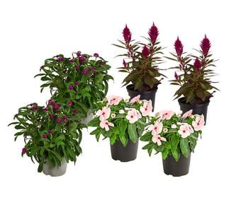 Beet- & Balkonpflanzen-Set Extravaganz, 6-teilig