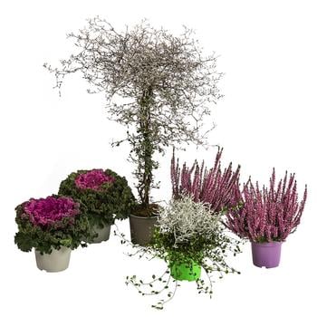 Beet- & Balkonpflanzen-Set Herbstglück, 6-teilig von Dehner, Rosa, Lila, Grau, Grün