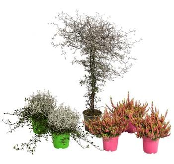 Beet- & Balkonset Goldener Herbst, 6-teilig von Dehner, Gelb, Rot, Grün, Grau