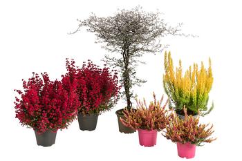 Beet- & Balkonset Herbstfeuer, 6-teilig