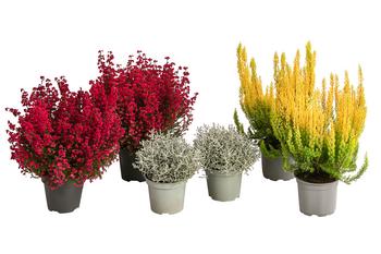 Beet- & Balkonpflanzen-Set Leuchtfeuer, 6-teilig