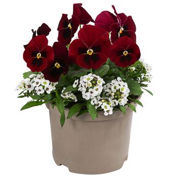 Frühlingskombination Hornveilchen & Duftsteinrich, verschiedene Farben