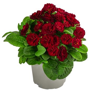 Rosenprimel 'Belarina', verschiedene Farben