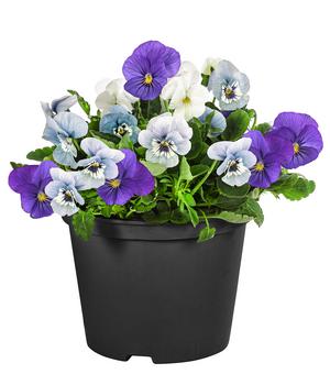 6 x Hornveilchen-Trio, blau/lila/weiß von Dehner, Blau / Weiß Lila - Mindestbestellmenge: 6 Stk.