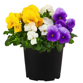 Hornveilchen-Trio, weiß/gelb/lila