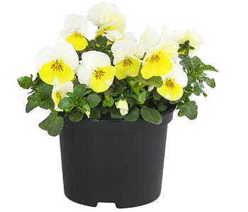 16 x Hornveilchen, Sonderfarben von Dehner, Gelb, Rosa, Lila, Weiß, Lavendel - Mindestbestellmenge: 16 Stk.