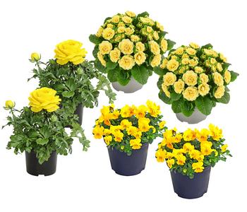 Beet- & Balkonpflanzen-Set Gelber Frühling, 6-teilig von Dehner