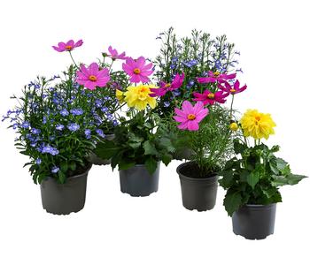 Beet- & Balkonpflanzen-Set Naturgarten, 6-teilig