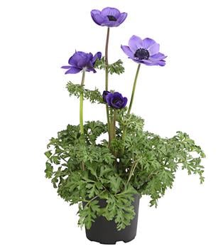 Kronen-Anemone