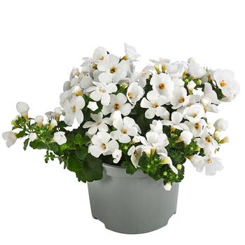 6 x Schneeflockenblume von Dehner, Weiß - Mindestbestellmenge: 6 Stk.