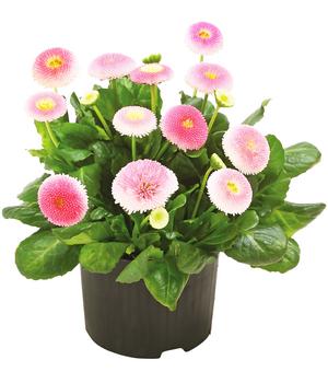 6 x Gänseblümchen 'Erdbeersahne', gefüllt von Dehner, Rosa, Zartrosa - Mindestbestellmenge: 6 Stk.