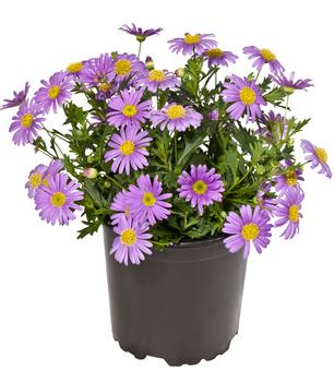 Blaues Gänseblümchen